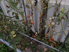 Solanum lycopersicum