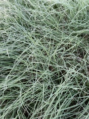 Bouteloua dactyloides