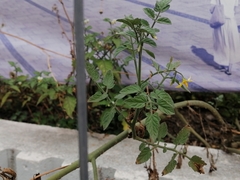 Solanum lycopersicum