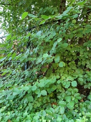 Corylus cornuta
