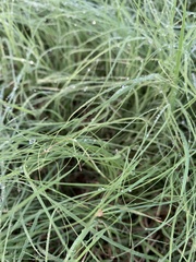 Bouteloua dactyloides