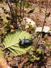 Capnodis tenebrionis