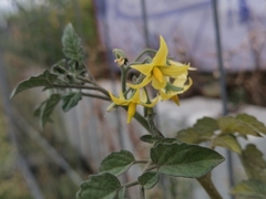 Solanum lycopersicum
