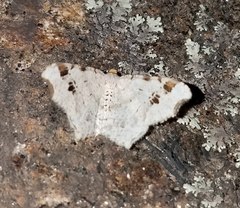 Macaria notata