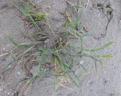 Cenchrus longispinus