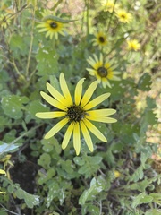 Arctotheca calendula