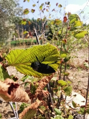Capnodis tenebrionis