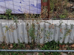 Solanum lycopersicum