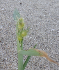 Cenchrus longispinus