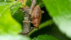Curculio glandium