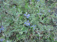 Lupinus bicolor