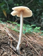 Entoloma