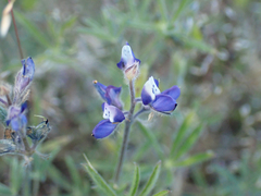Lupinus bicolor