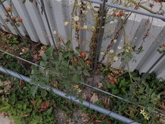 Solanum lycopersicum