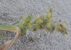 Cenchrus longispinus