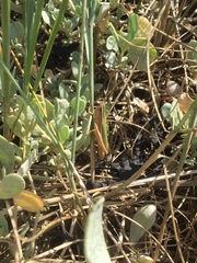 Chorthippus albomarginatus