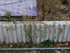 Solanum lycopersicum