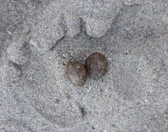 Leporidae