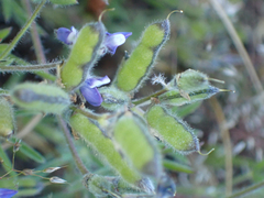 Lupinus bicolor
