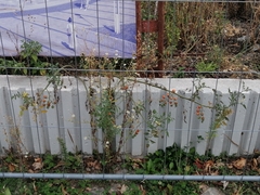 Solanum lycopersicum