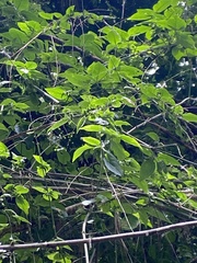 Iochroma arborescens