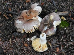Russula cyanoxantha