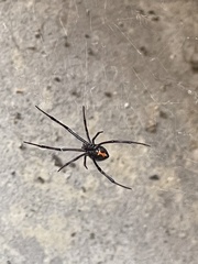 Latrodectus hesperus