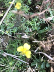 Potentilla