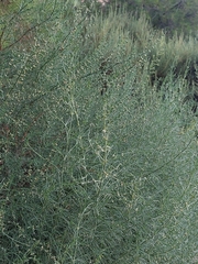 Salsola oppositifolia