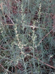 Salsola oppositifolia