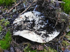 Russula brevipes