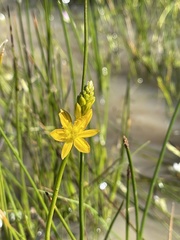 Bulbine monophylla
