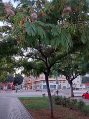 Albizia julibrissin