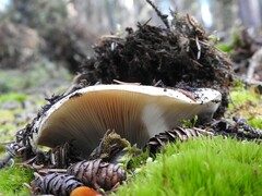 Russula brevipes
