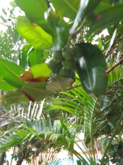 Calophyllum inophyllum