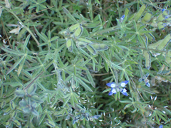 Lupinus bicolor
