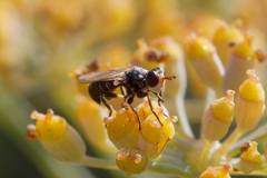 Thecophora