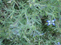 Lupinus bicolor