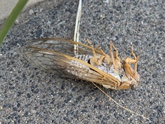 Megatibicen dealbatus