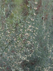 Salsola oppositifolia