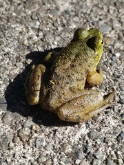 Lithobates