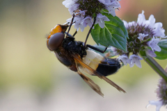 Volucella pellucens