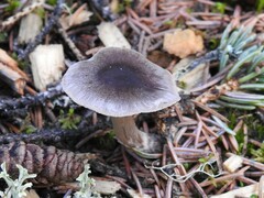 Basidiomycota
