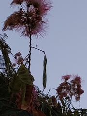 Albizia julibrissin