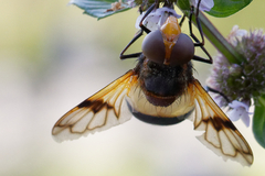 Volucella pellucens