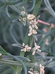 Salsola oppositifolia