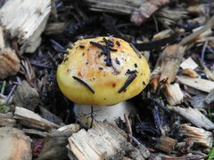 Basidiomycota