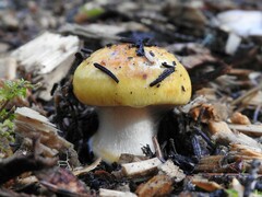 Basidiomycota