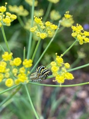 Foeniculum vulgare