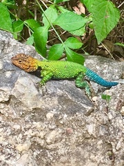Sceloporus taeniocnemis